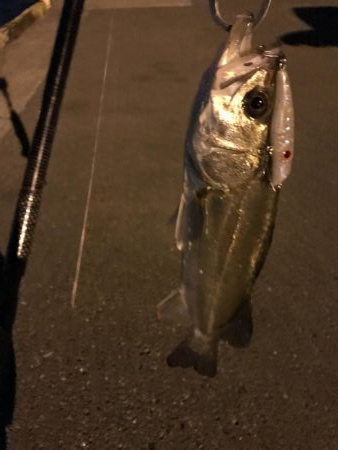 久々のオカッパリ