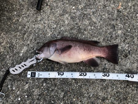 エビ撒きでカンダイ