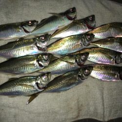 ベイトアジング