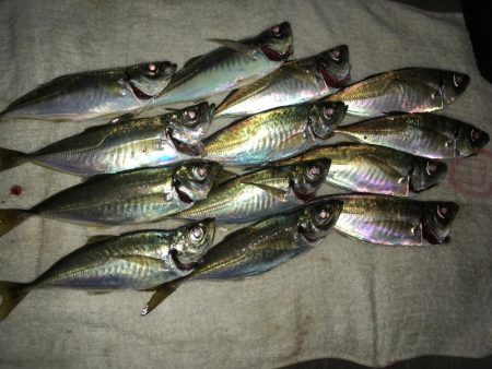 ベイトアジング