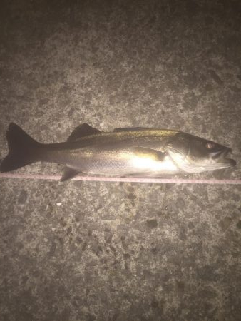 メバルはどこだー？