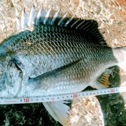 シーバス狙い・・・のはずが