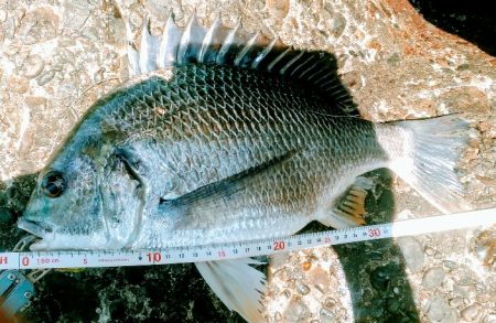 シーバス狙い・・・のはずが