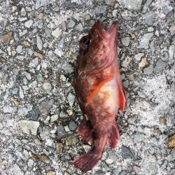 皐月カレイに挑戦