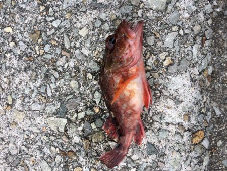 皐月カレイに挑戦