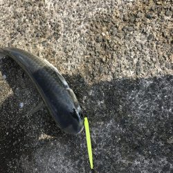 令和ファーストフィッシュはボラ