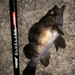 短時間メバリング