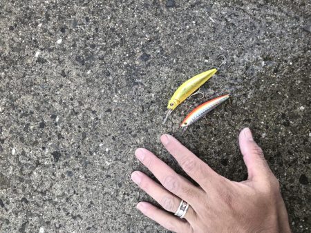 南芦屋浜東面ツバス(モジャコ)