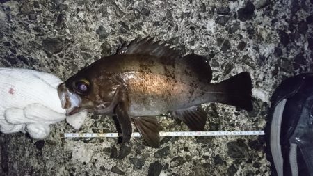 泣き尺メバル！