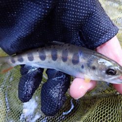 揖保川（引原川支流）