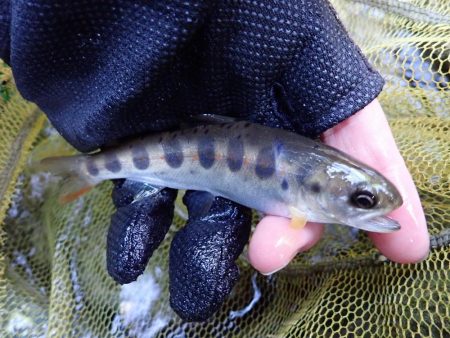 揖保川（引原川支流）