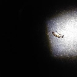 なんとかシーバス