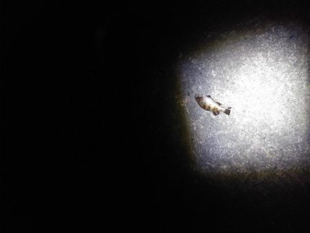 なんとかシーバス