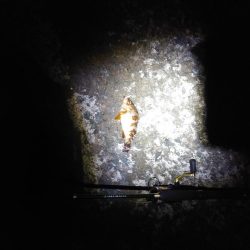 メバリングと胴付き