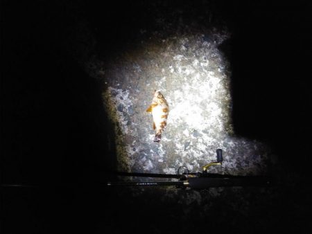 メバリングと胴付き