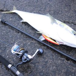 メジロが釣れました