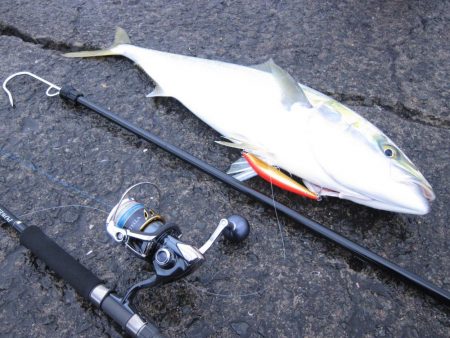 メジロが釣れました