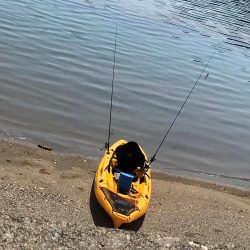 １匹釣るのがやっと