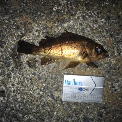 カサゴ時々メバル