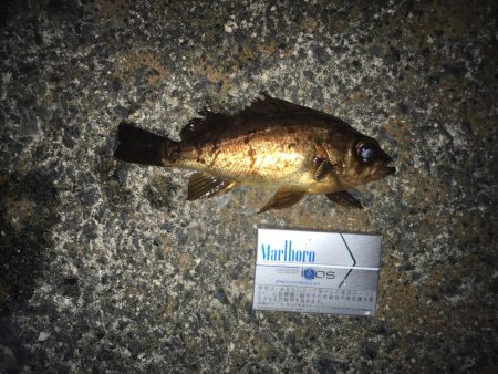 カサゴ時々メバル