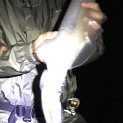 ウキ釣り時々エギング