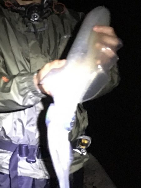 ウキ釣り時々エギング