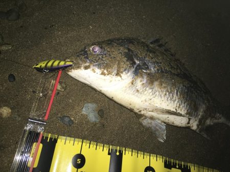 ２０１９ キビレ調査NO、３