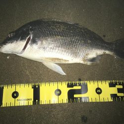 ２０１９ キビレ調査NO、４