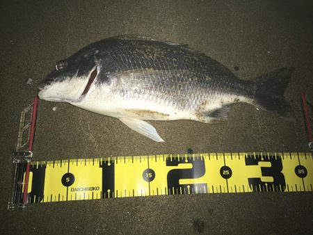 ２０１９ キビレ調査NO、４