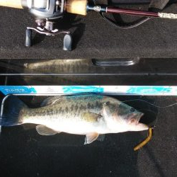 GW後半シャロー爆釣