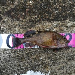 魚釣り園護岸 釣行 (GW8日目 根魚の釣果有り)