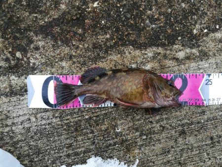 魚釣り園護岸 釣行 （GW8日目 根魚の釣…