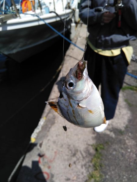 釣り姫ベイビー爆誕