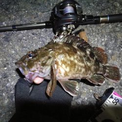 南港かもめヘチ釣り (GW9日目~ ガシラ24cm超え!の釣果有り)