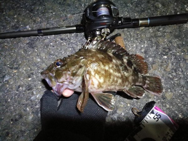 南港かもめヘチ釣り (GW9日目~ ガシラ24cm超え!の釣果有り)