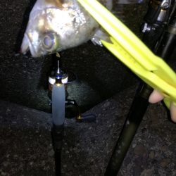 イワシ、アジのちメバル