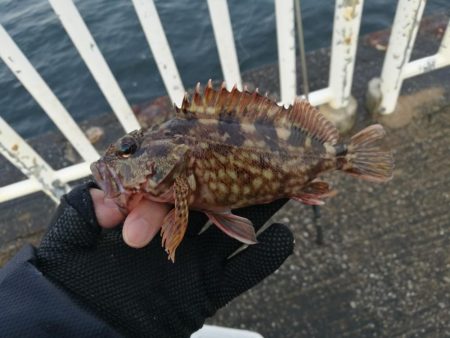 魚釣り園護岸 釣行 (GW10日目 根魚の釣果有り)