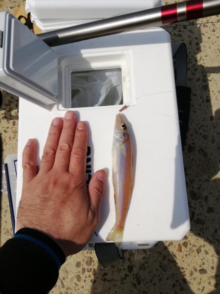 キス釣りシーズンスタート