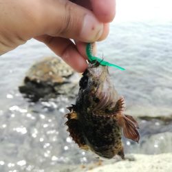 ガラカブ数釣り