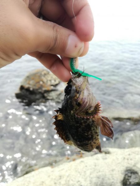 ガラカブ数釣り