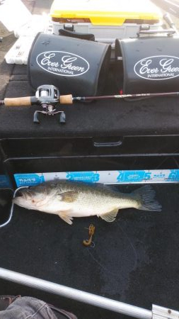 GW明けアシ打ち爆釣