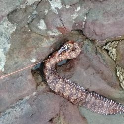 グレ・サンコ・釣れ出す・・