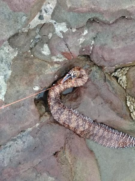 グレ・サンコ・釣れ出す・・