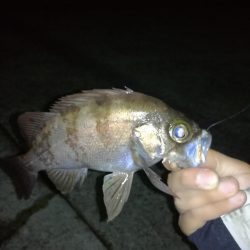 虫ジグメバリング