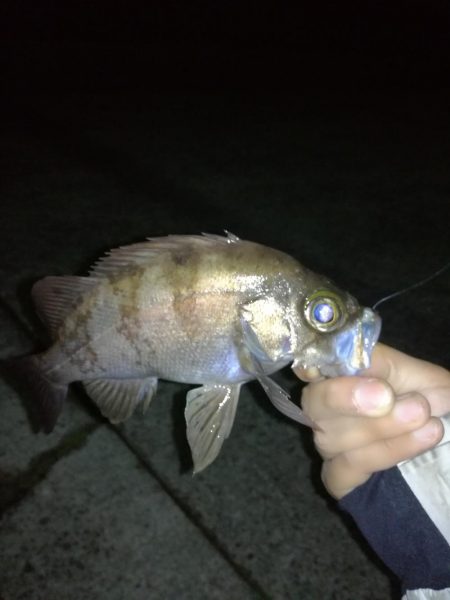 虫ジグメバリング