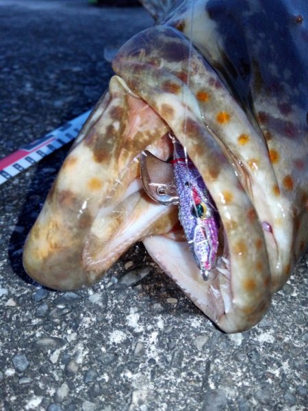 外道ですが（笑）