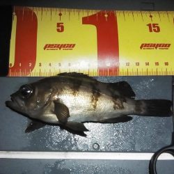 のんびりメバリング&初投稿