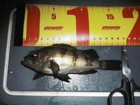 のんびりメバリング&初投稿