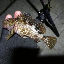 コスモ公園釣行 （楽しい根魚釣り！　ガシラ釣果有り～）