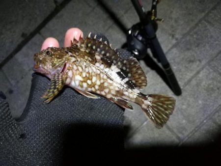 コスモ公園釣行 （楽しい根魚釣り！　ガシラ釣果有り～）